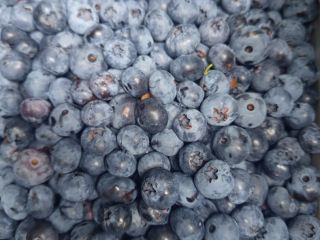 We offer American blueberry. Ecological, delicious and juicy!