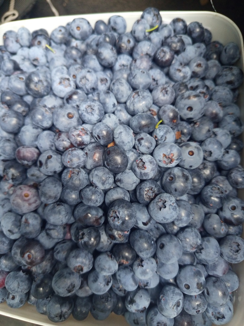 We offer American blueberry