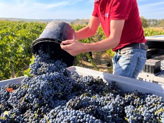 The wine farm in Romania offers for sale 500