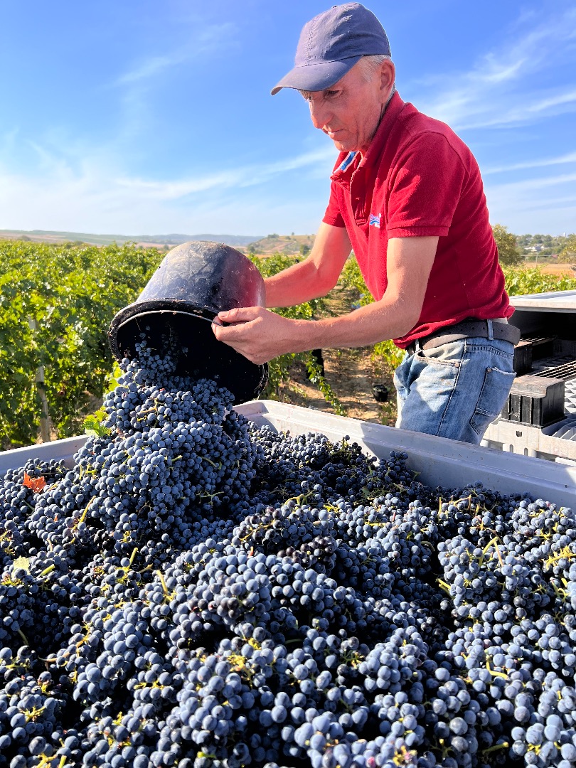The wine farm in Romania offers for sale 500 tons of grapes of different varieties, white and red