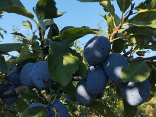 We sell plums of the "Chachanska naybolya" variety at