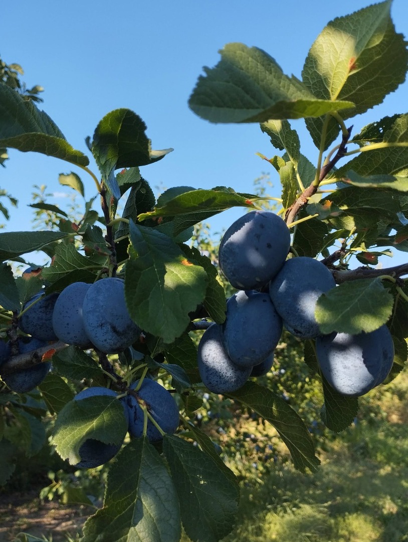 We sell plums of the "Chachanska naybolya" variety at a price of 1 euro per kilogram