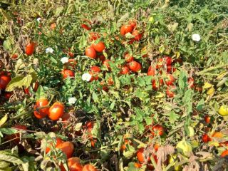 I am selling canned tomatoes.
