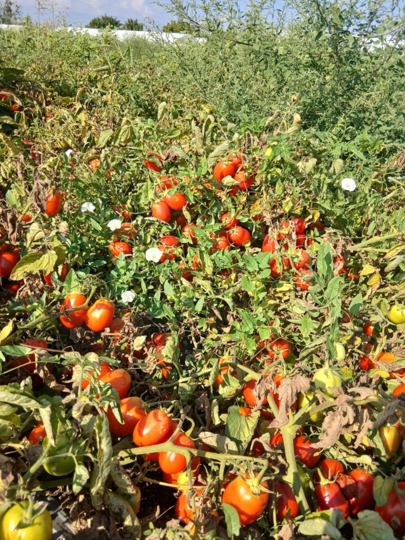 I am selling canned tomatoes