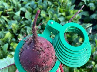 I will sell red beetroot, Monty variety. Caliber 5-12