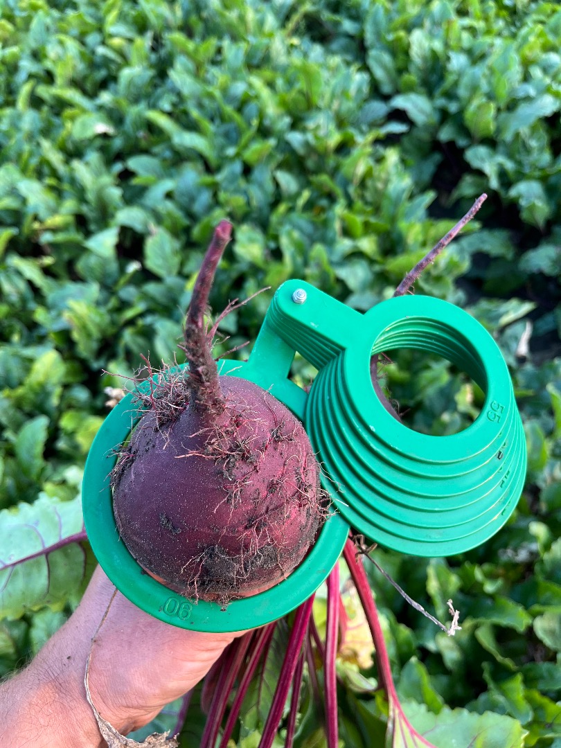 I will sell red beetroot, Monty variety