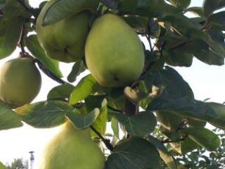 Quince - for sale of large-fruity pigweed Price: Up