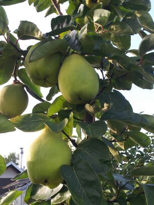 Quince - for sale of large-fruity pigweed Price: Up to 20kg price 10zl / kg 20-50kg price 9zl / kg Above 50kg price 8zl / kg