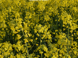 Direkt vom Erzeuger: Ukrainischer Raps, Ernte 2026 Korsoil Agro