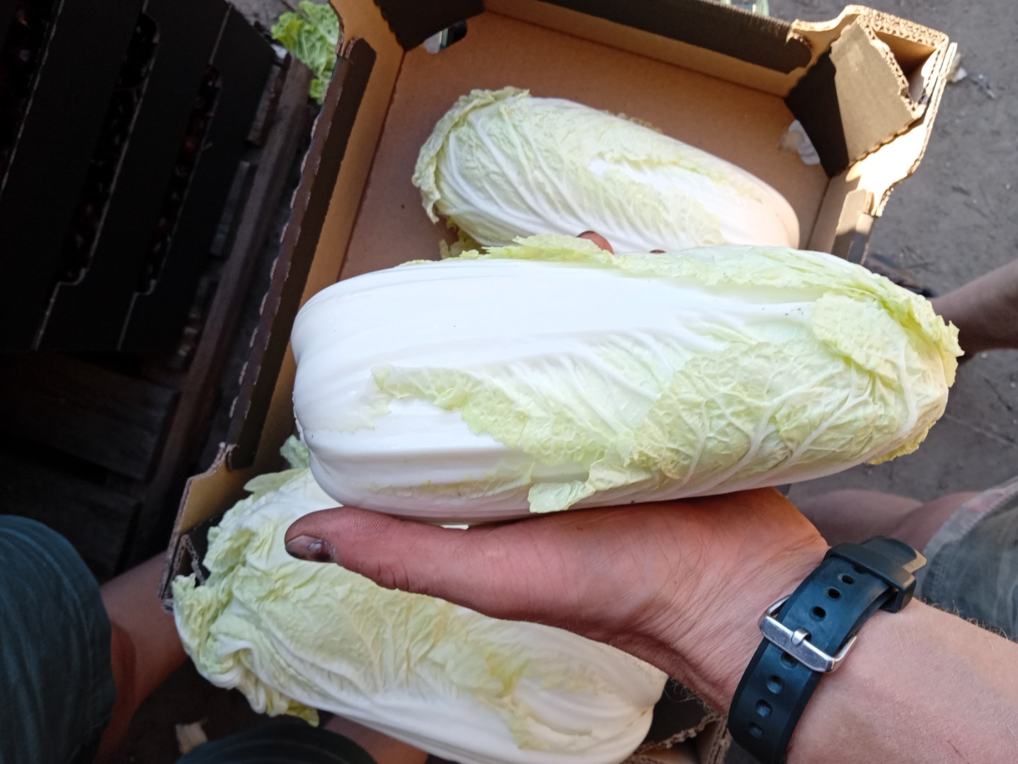I'm selling Chinese cabbage, second grade