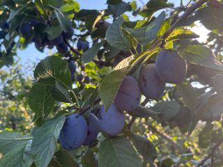 I sell plums of the Lepotica and Stanley varieties