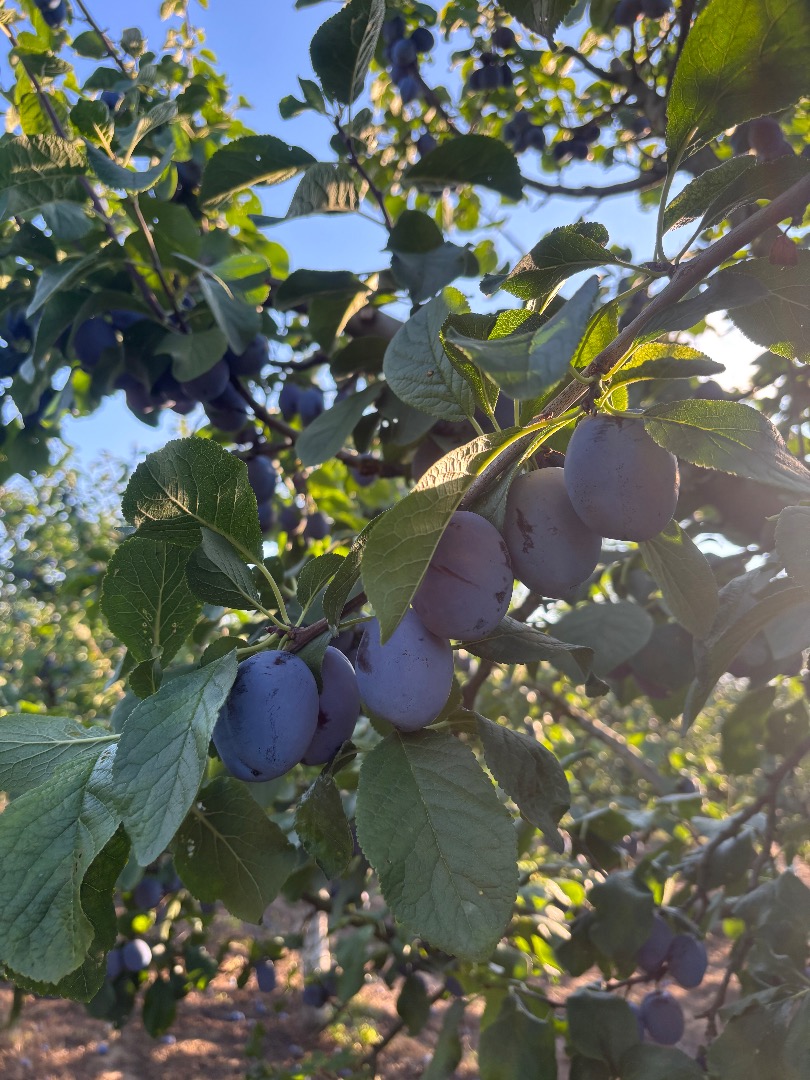 I sell plums of the Lepotica and Stanley varieties in large quantities over 5 tons