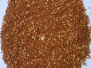 Red millet, 98% purity, imported, glyphosate-free, tested, BB packaging,