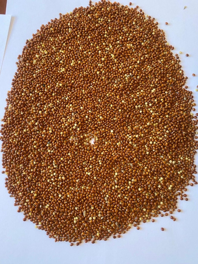 Red millet, 98% purity, imported, glyphosate-free, tested, BB packaging, price including transport to the customer
