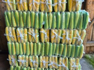 Sweet corn for sale. Price negotiable.
