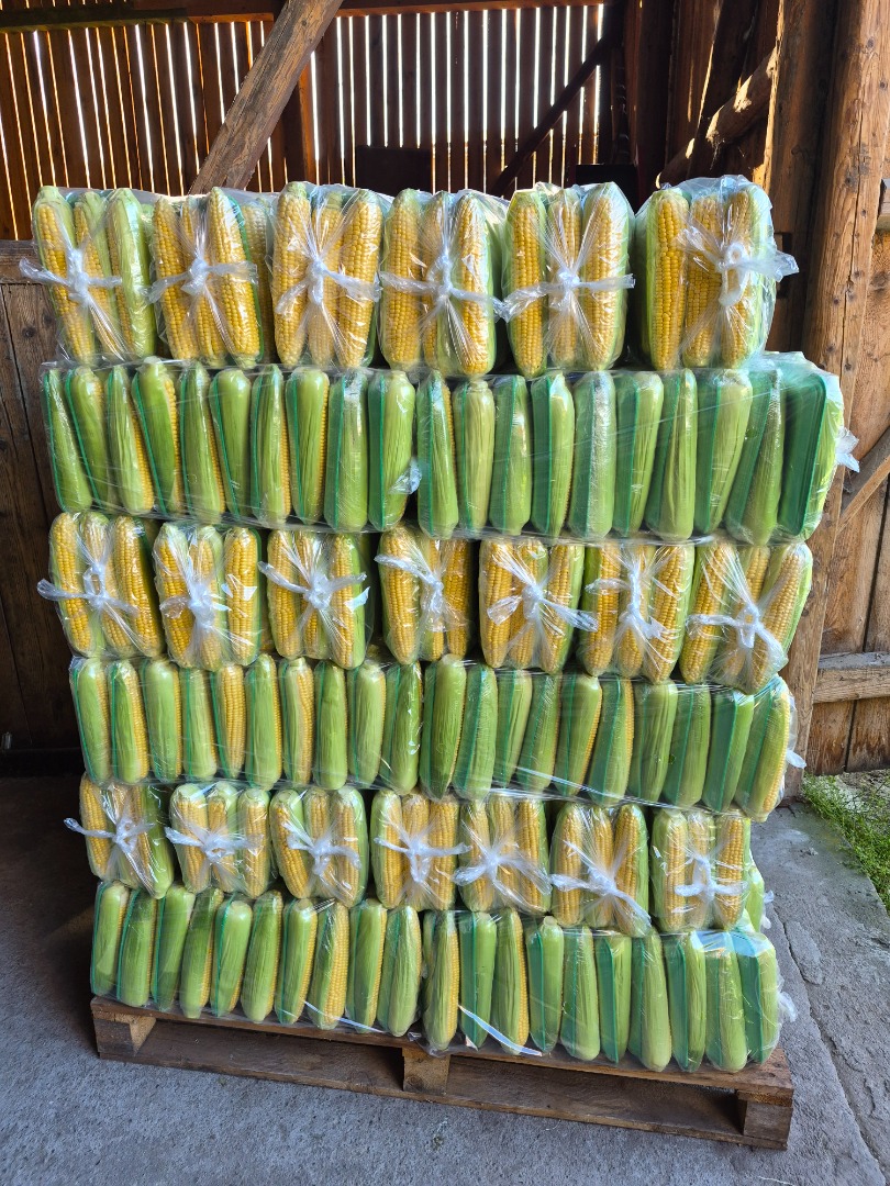 Sweet corn for sale