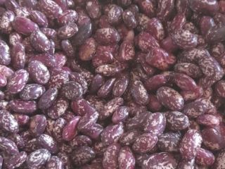 We are looking for wholesale buyers of beans from
