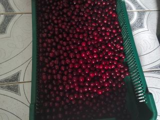 I will sell a cherry variety Łutówka, quantity 1000