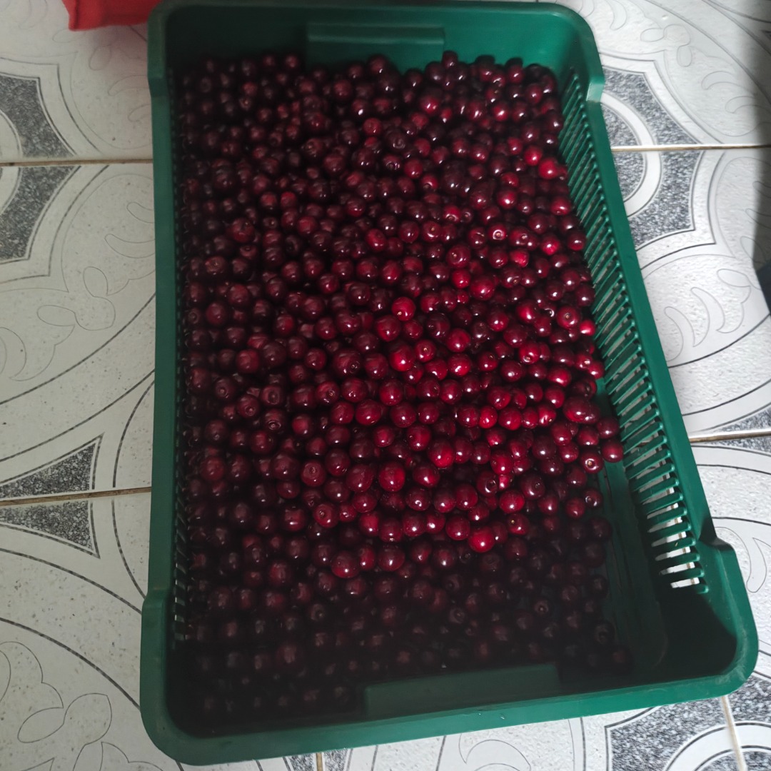 I will sell a cherry variety Łutówka, quantity 1000 kg, own transport
