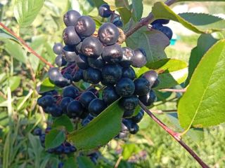 ARONIA FOR SALE 15 lei kg