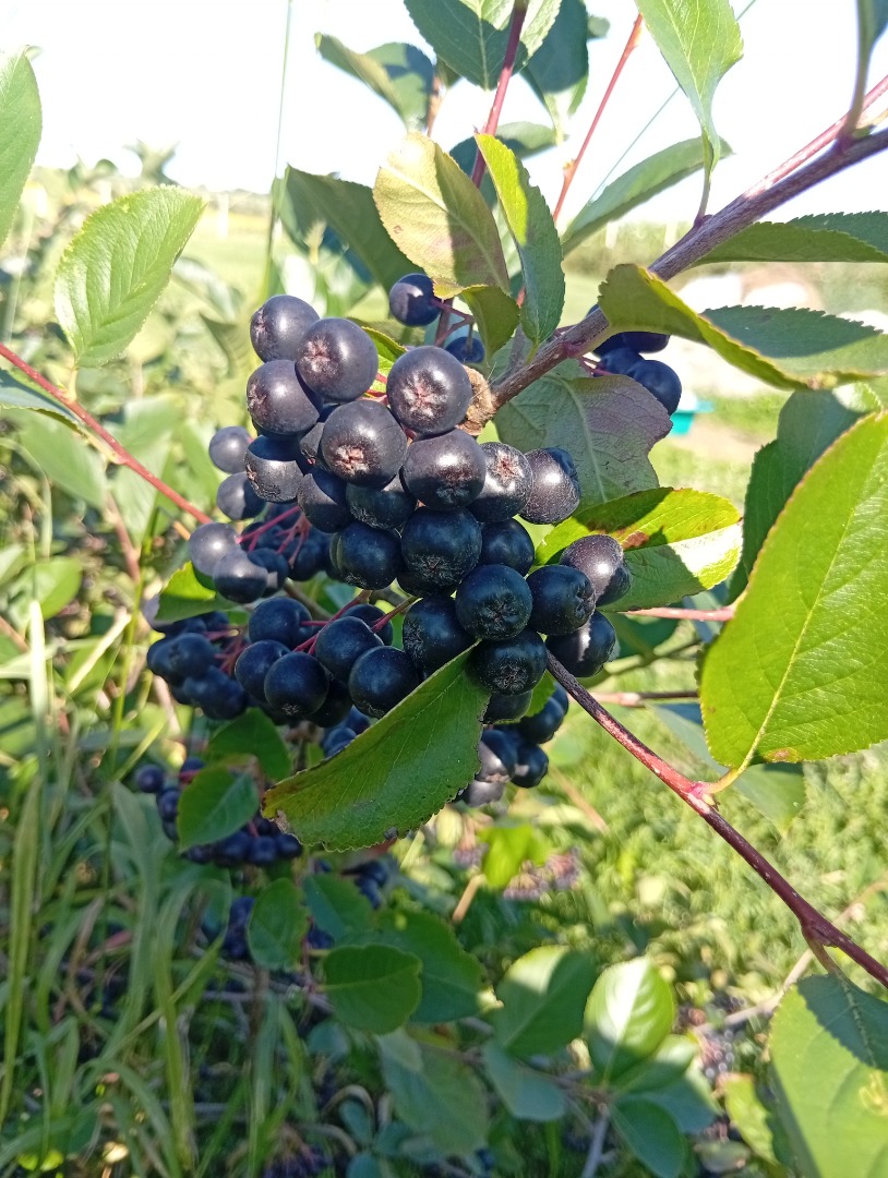 ARONIA FOR SALE 15 lei kg
