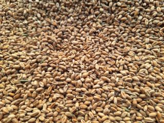 Hello, I have about 11 tons of wheat for