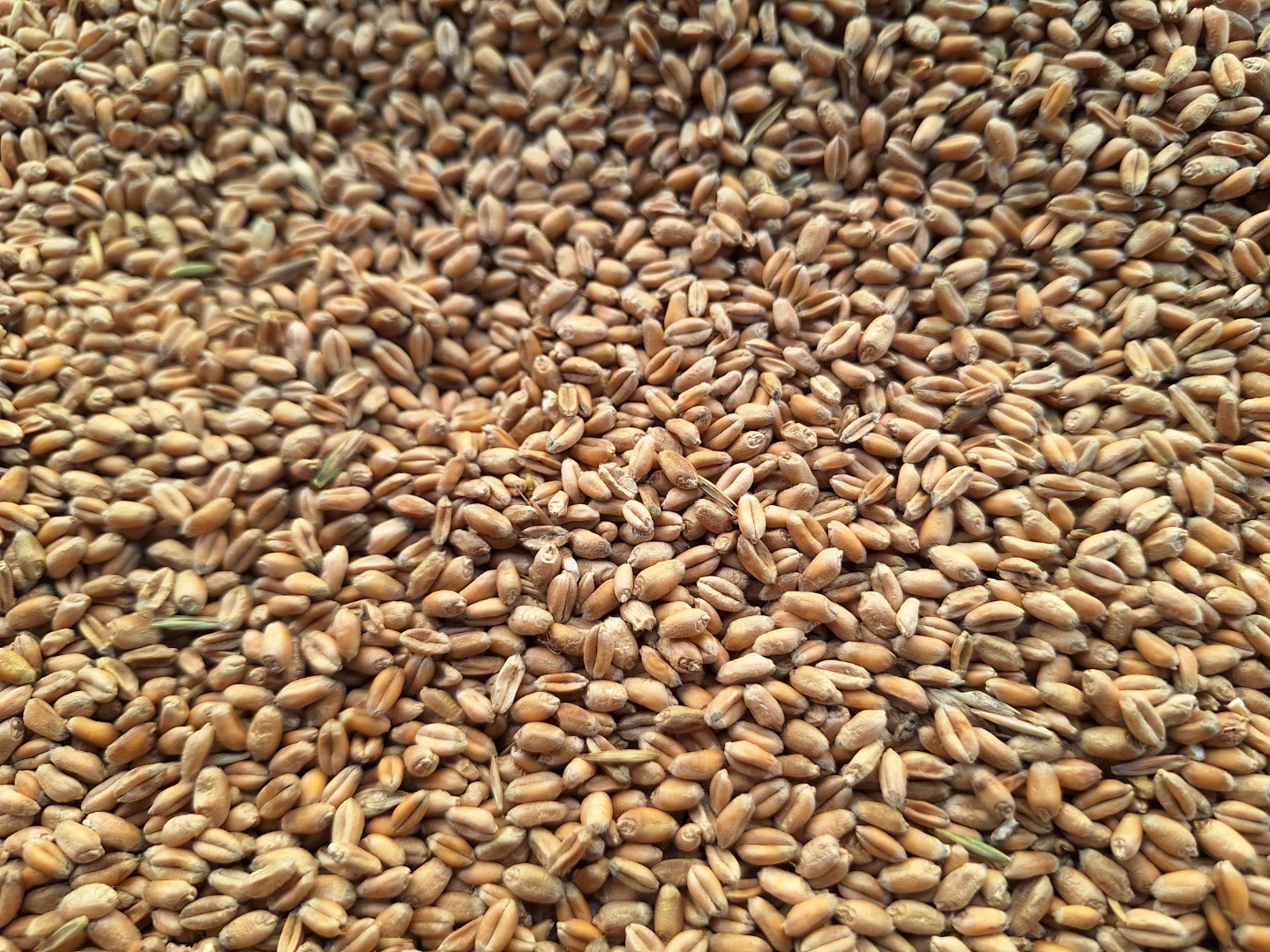 Hello, I have about 11 tons of wheat for sale, harvested in 2026