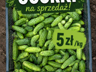 I will sell cucumbers
