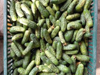 I'm selling surplus cucumbers from my home garden. Tel.