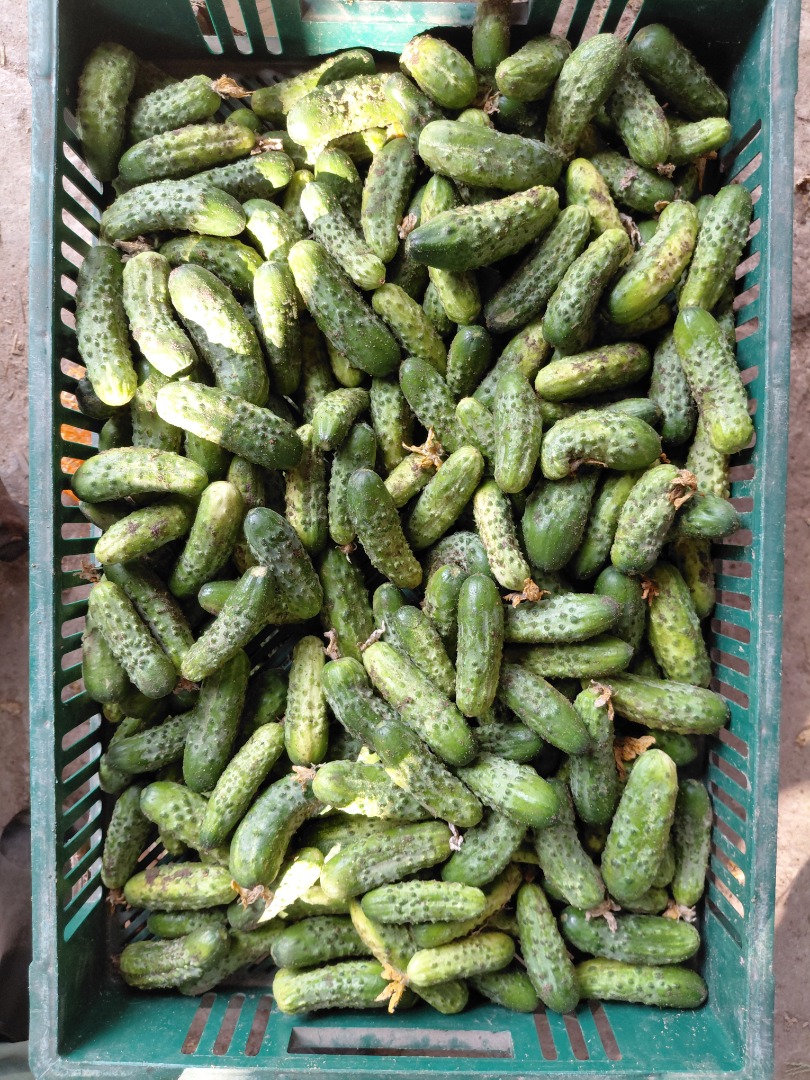 I'm selling surplus cucumbers from my home garden