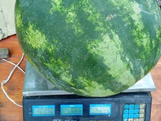 I will sell watermelon, first cut, caliber 3-14 kg,
