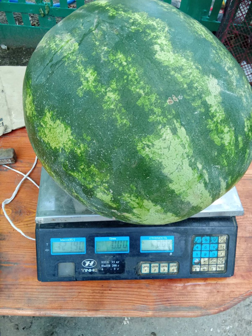 I will sell watermelon, first cut, caliber 3-14 kg, sweet, ripe, tasty, wholesale, there is a volume, Shevchenkove Izmail district Price: 5 UAH