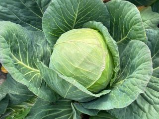 White cabbage caliber 2-4 and 5 + for market