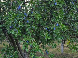 Stanley, Blue Plums