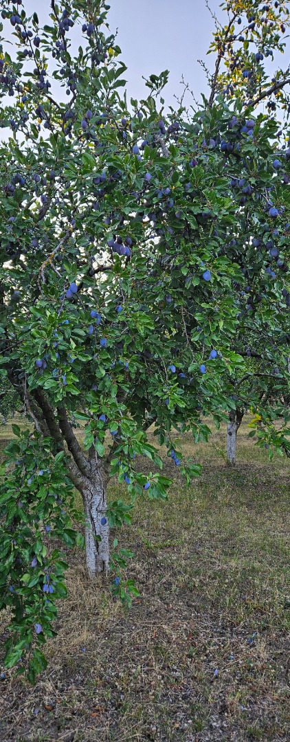 Stanley, Blue Plums