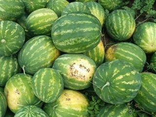 I am selling first-class Bulgarian watermelon wholesale, Arashan variety,