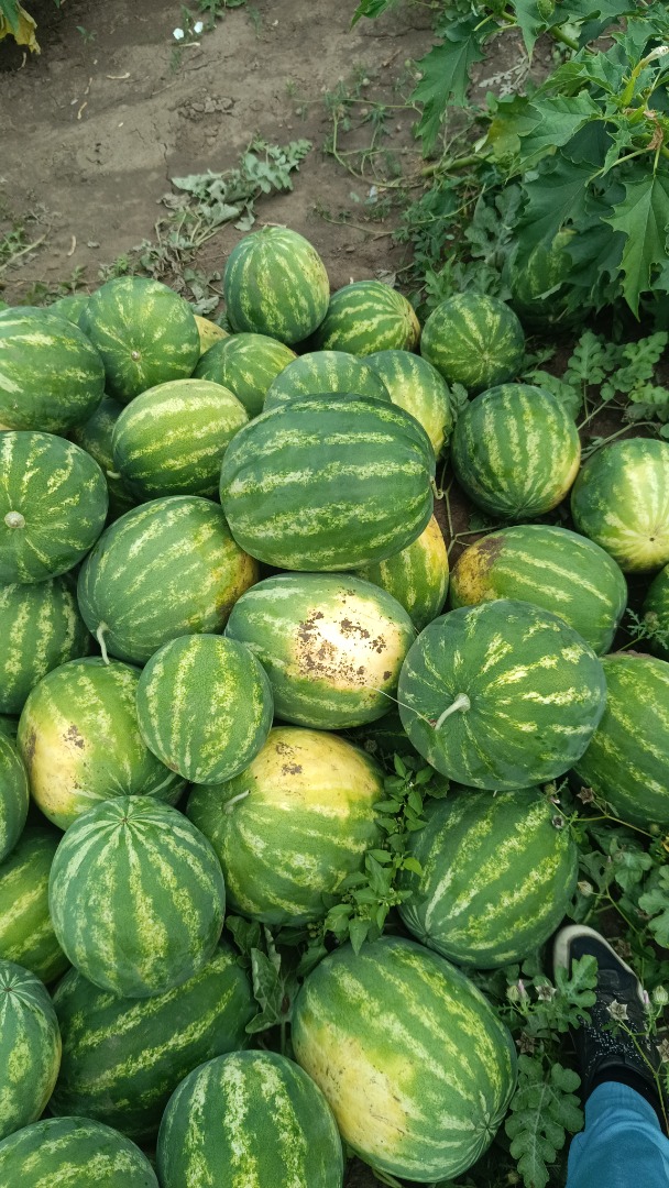 I am selling first-class Bulgarian watermelon wholesale, Arashan variety, expected quantity: 150-200 tons