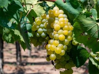 Certified organic grapes for sale, Trebbiano, Malvasia, and Bellone