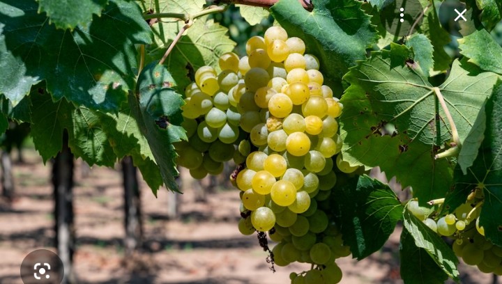 Certified organic grapes for sale, Trebbiano, Malvasia, and Bellone varieties