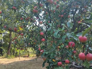 I sell 100% organic Romanian apples. Producer around 300,400