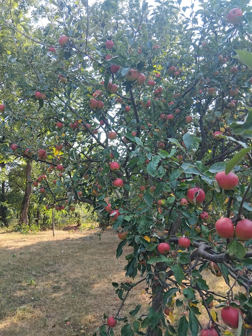 I sell 100% organic Romanian apples