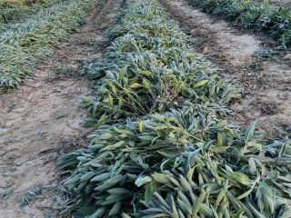 I'm selling a whole bunch of sage, pickup only.