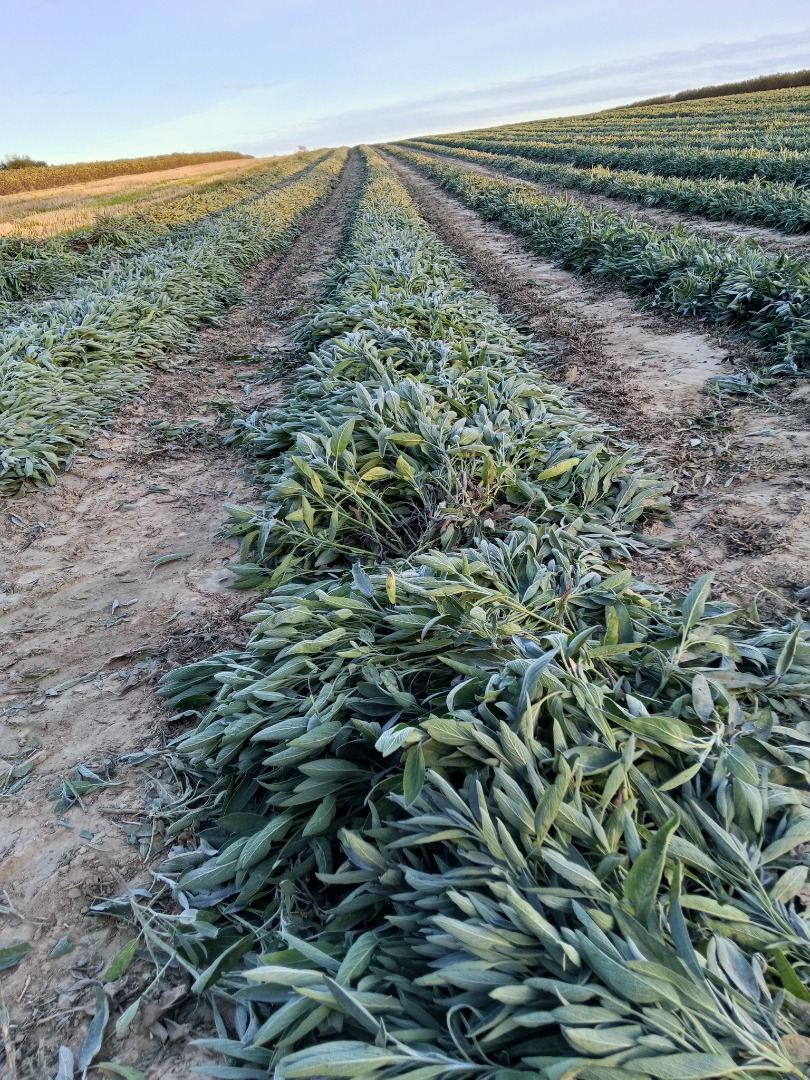 I'm selling a whole bunch of sage, pickup only