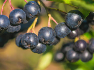 Good morning, I'm selling hand-picked chokeberries. No fertilizers have