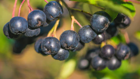 Good morning, I'm selling hand-picked chokeberries