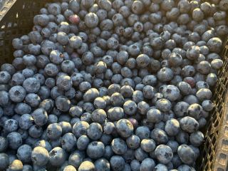 1.5 tons of blueberries, firm, thick, and sweet. Currently