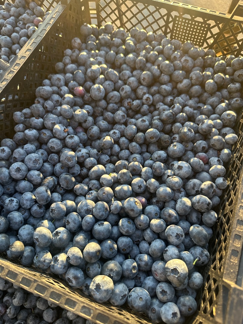 1.5 tons of blueberries, firm, thick, and sweet