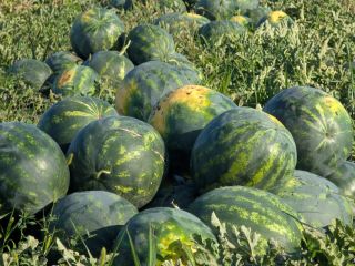 Local producer, member of the Probota Vegetable Cooperative, sells
