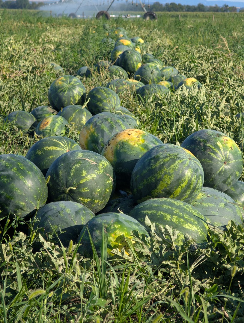 Local producer, member of the Probota Vegetable Cooperative, sells watermelons, hybrid varieties Lusitana F1 and Merens F1