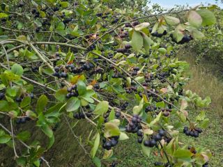 12 tons of chokeberries, 10 km from Pabianice, Łódź